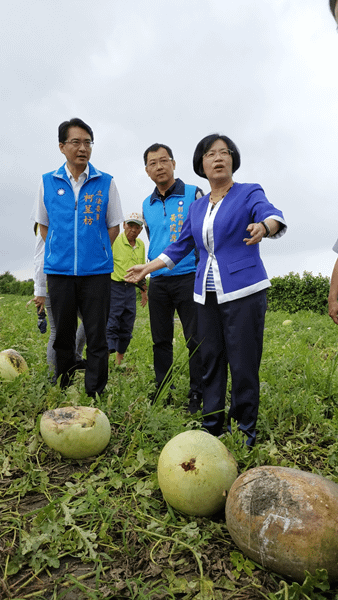 大雨重創彰化縣西瓜農 王惠美與柯呈枋偕農糧署到場勘災農損2.png