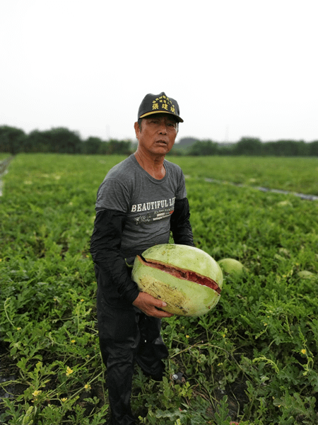 大雨重創彰化縣西瓜農 王惠美與柯呈枋偕農糧署到場勘災農損8.png