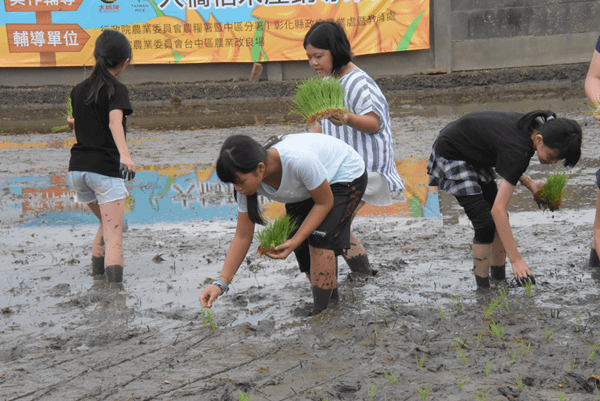 彰化二林香田國小食農教育夏令營開課 體驗農事下田插秧趣4.png