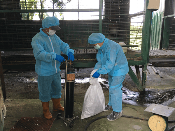 禽流感疫情燒到家禽？彰化北斗鎮民眾飼養家禽慘遭撲殺清場2.png