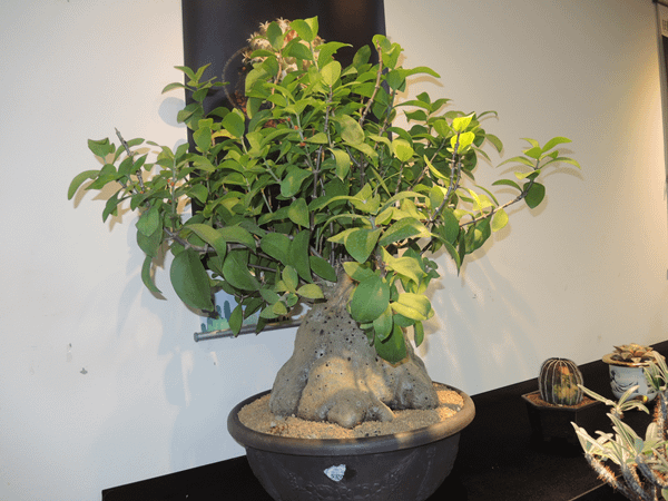 彰化多肉植物評鑑賽 「蟻巢玉」獲第1名多肉王2.png
