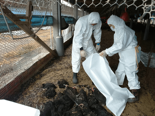 彰化大城土雞場傳H5N2禽流感 撲殺4萬680隻清場消毒1.png