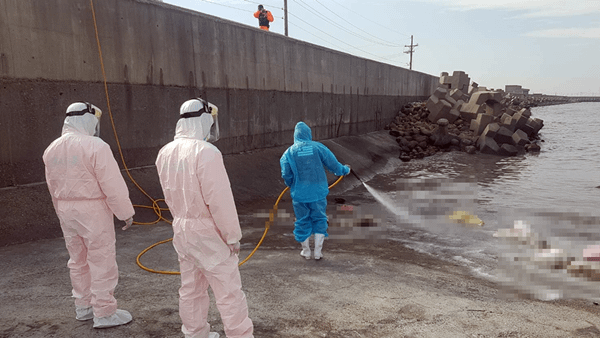 彰化大城海堤連日驚見死亡屠體 海巡防疫戒備並加強岸際巡查3.png