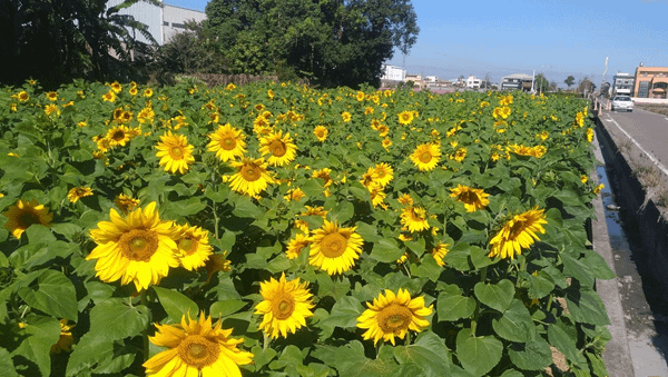 2020春遊彰化賞花海 農田花海美景秀出地方特色拓展商機7.png