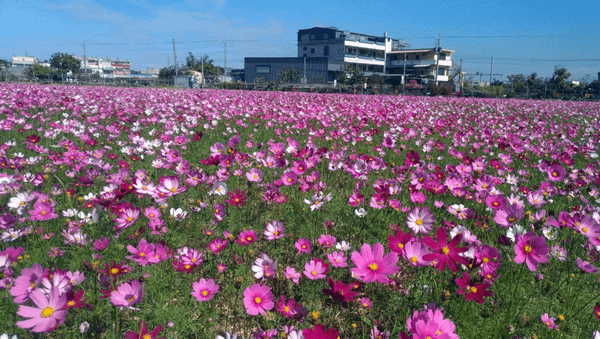 2020春遊彰化賞花海 農田花海美景秀出地方特色拓展商機6.png