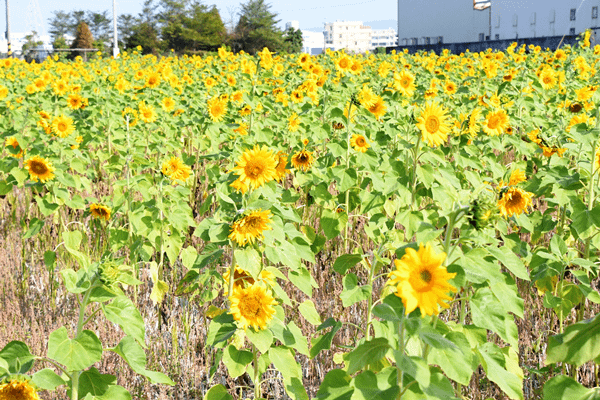 彰化花壇鄉崙雅花海田園風光 向陽花壇農田花海6.png
