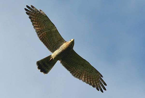 94鷹揚八卦賞鷹活動-彰化縣野鳥學會許智揚攝.jpg