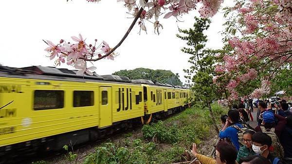 二水集集線鐵道旁花旗木太吸睛 5歲幼童遭火車撞傷送醫1.jpg