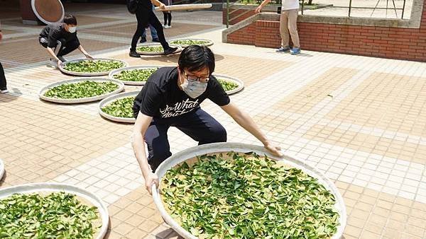 大葉大學推廣茶產業文化 神農獎得主帶領製茶體驗1.jpg