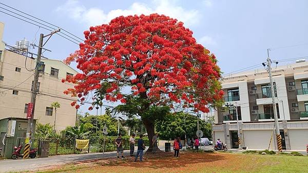 彰化北斗鎮鳳凰木老樹 鳳凰花紅色巨傘吸睛5.jpg