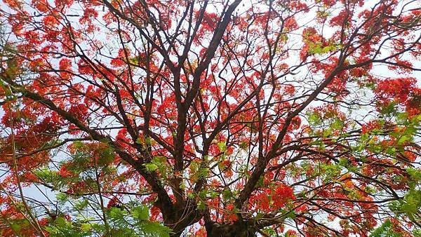 彰化北斗鎮鳳凰木老樹 鳳凰花紅色巨傘吸睛4.jpg