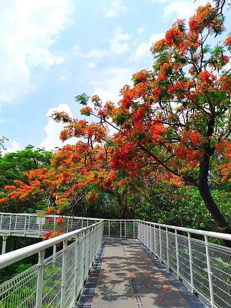 鳳凰花季來彰化拍美照拿好禮 彰化賞花景點報你知2.jpg