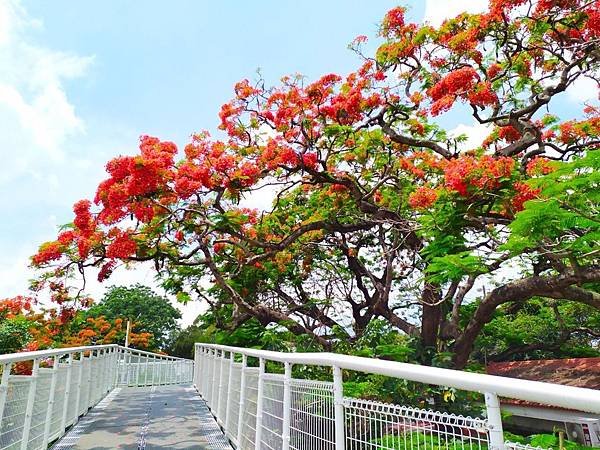 鳳凰花季來彰化拍美照拿好禮 彰化賞花景點報你知1.jpg