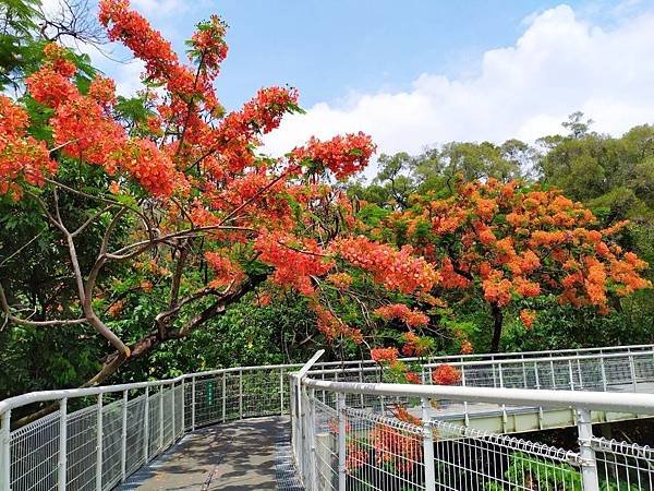 鳳凰花季來彰化拍美照拿好禮 彰化賞花景點報你知3.jpg