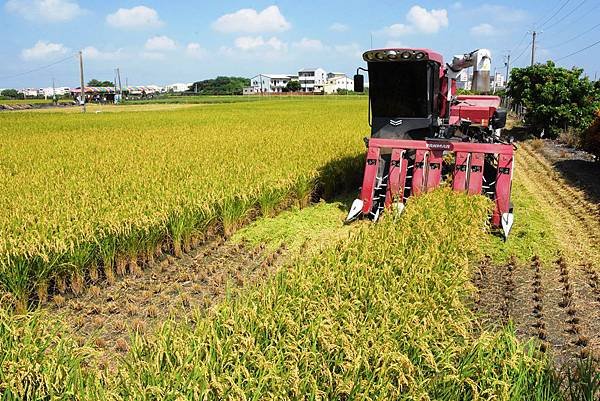 彰化縣八堡濁水米推廣 作伙坐田埂吃刈稻飯2.jpg