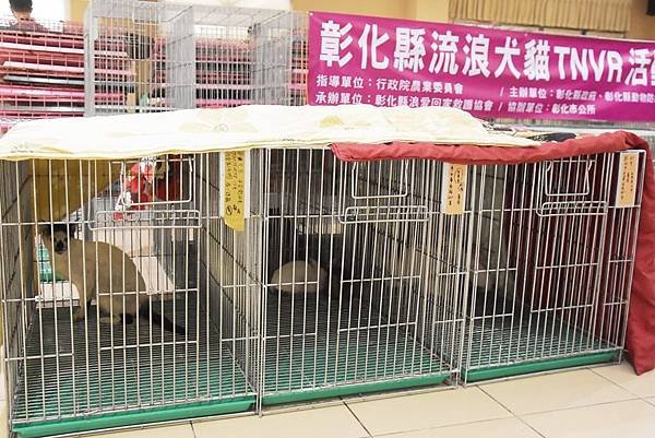 彰化縣流浪犬貓TNVR 認養及絕育終結流浪4.jpg