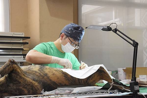 彰化縣流浪犬貓TNVR 認養及絕育終結流浪2.jpg