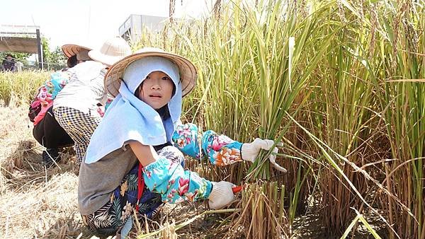 鹿港農村慢活趣 親子下田割稻體驗農民辛苦3.jpg