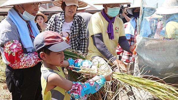 鹿港農村慢活趣 親子下田割稻體驗農民辛苦4.jpg