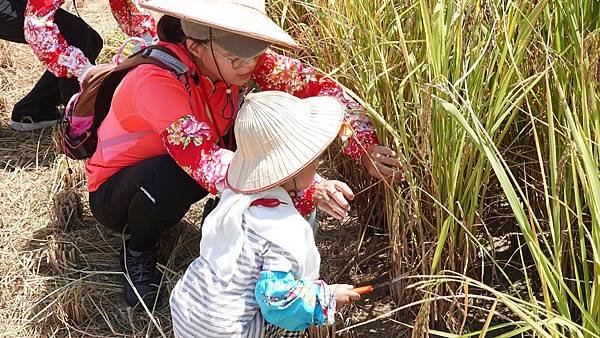 鹿港農村慢活趣 親子下田割稻體驗農民辛苦6.jpg