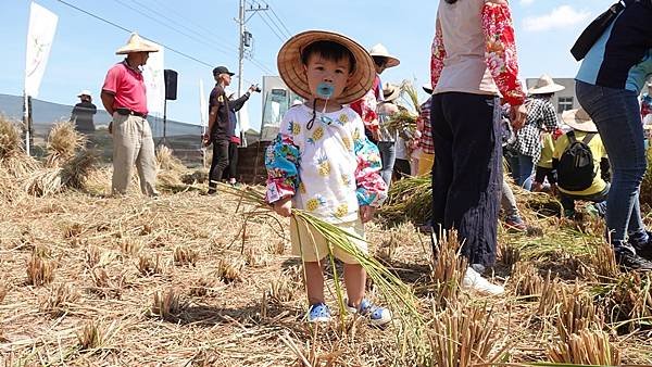 鹿港農村慢活趣 親子下田割稻體驗農民辛苦8.jpg