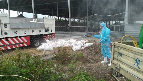 芳苑鄉肉鵝場染禽流感 撲殺2070隻清場消毒1.jpg