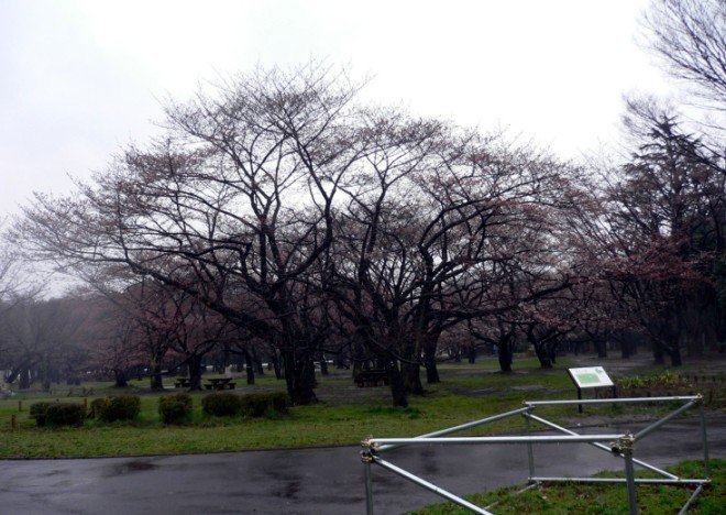 ES20108 代代木sakura1.jpg