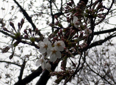 ES201011 代代木sakura5.jpg