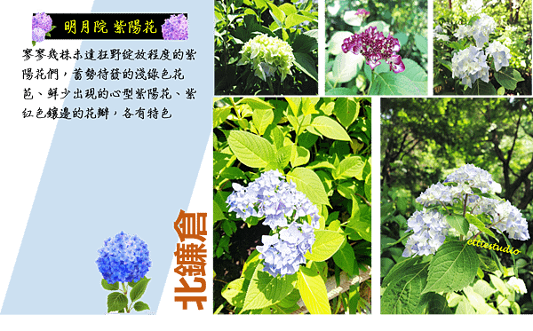 16_Hydrangea.png