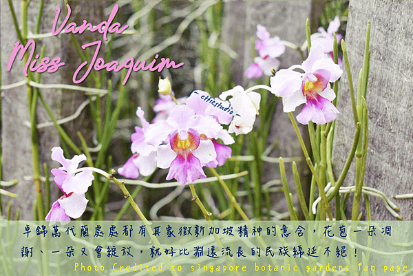 10_Vanda Miss Joaquim.png