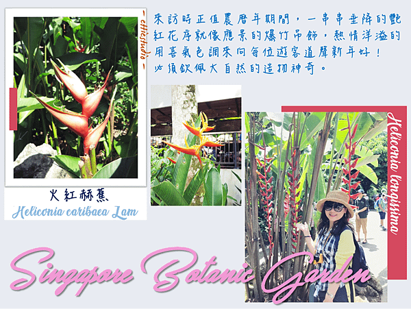 15_Heliconia longissima.png