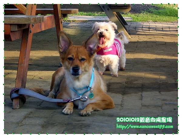 20101012向陽農場控窯