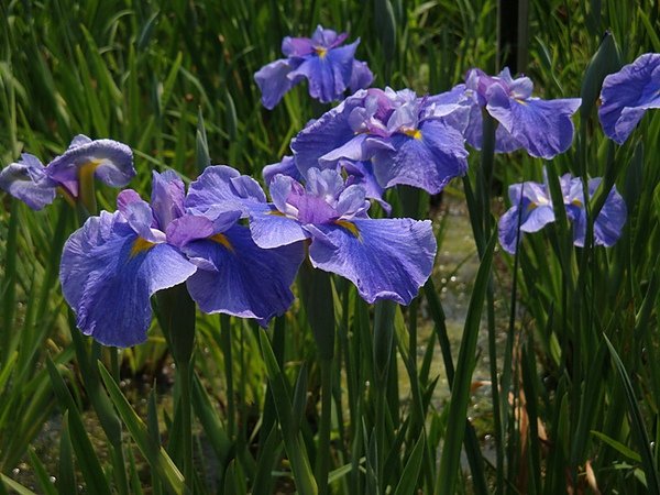 20100612 401.JPG