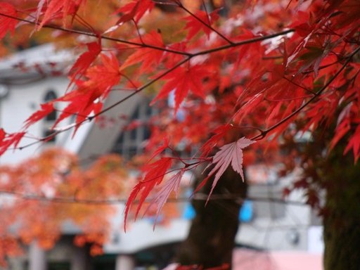20101121 012.JPG