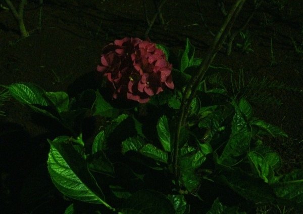 DSC00787.JPG