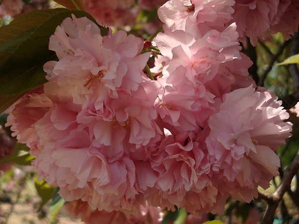 20100502 03.JPG