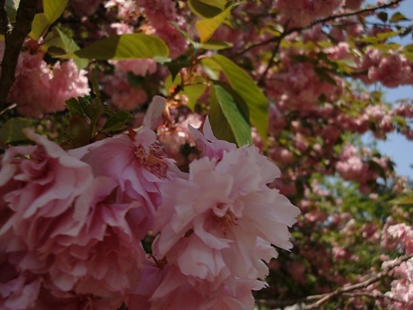 20100502 033.JPG