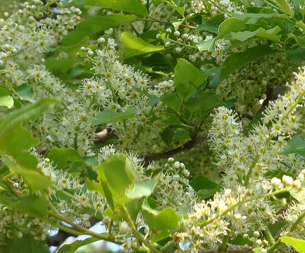 20100502 066.JPG