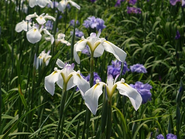 20100612 602.JPG