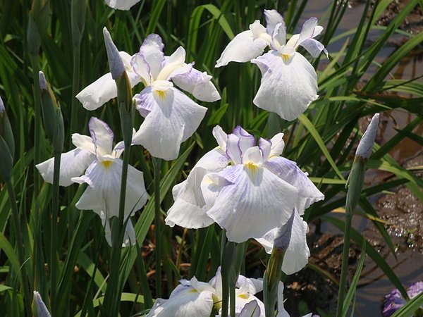 20100612 407.JPG