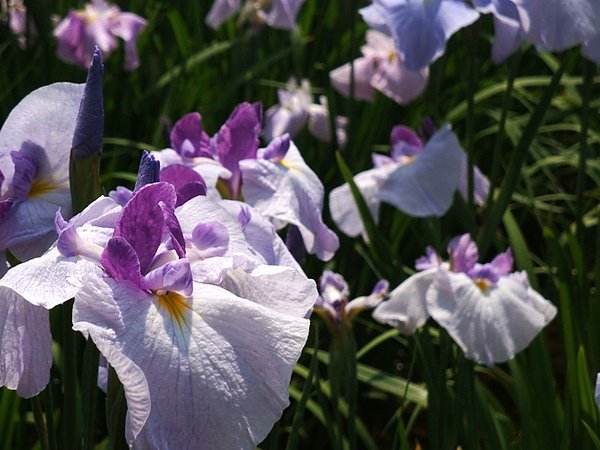 20100612 501.JPG
