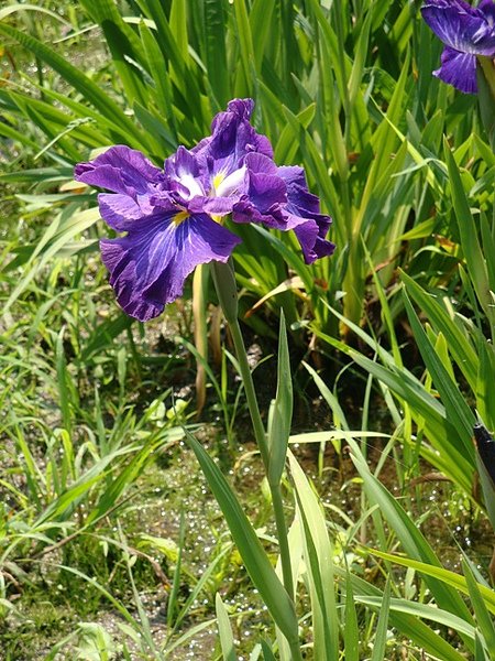 20100612 502.JPG