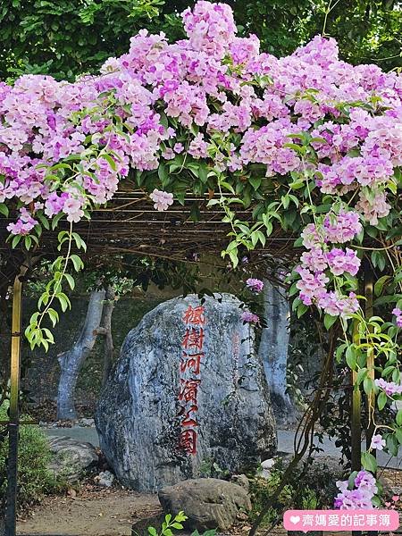 新北泰山．楓樹河濱公園 / 蒜香藤盛開