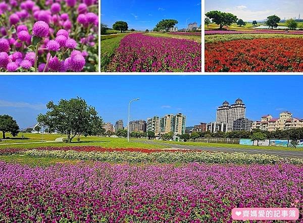 台北大直．美堤河濱公園 / 親水灣花海盛開