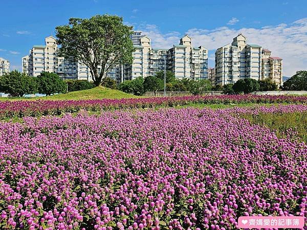 台北大直．美堤河濱公園 / 親水灣花海盛開