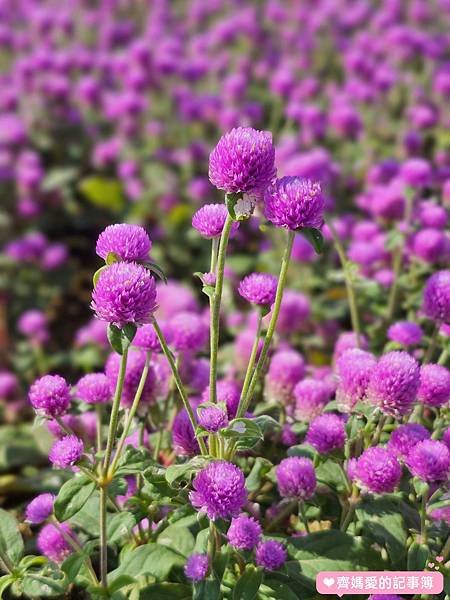 台北大直．美堤河濱公園 / 親水灣花海盛開