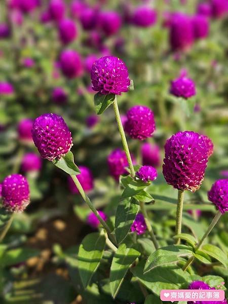 台北大直．美堤河濱公園 / 親水灣花海盛開