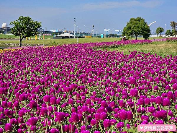 台北大直．美堤河濱公園 / 親水灣花海盛開