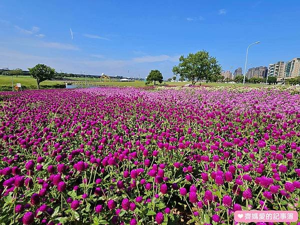 台北大直．美堤河濱公園 / 親水灣花海盛開