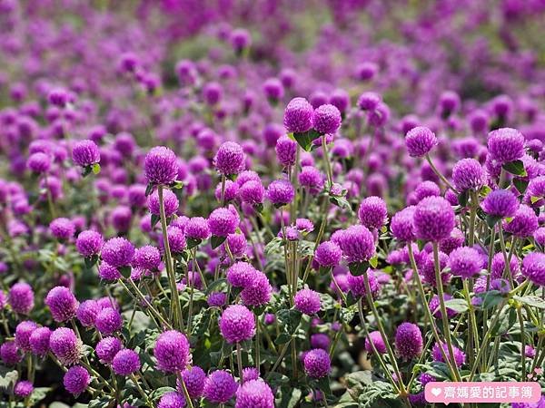 台北大直．美堤河濱公園 / 親水灣花海盛開